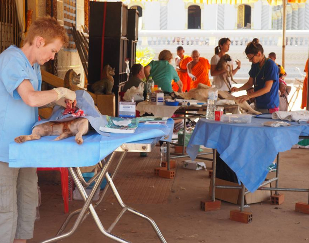 vets performing desexing operations in cambodia